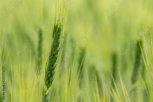 Foto Wheat ear close-up