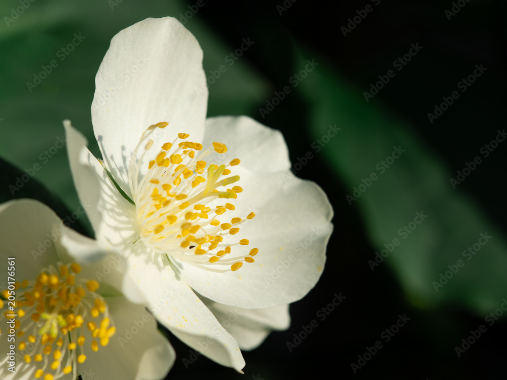 Fototapeta premium White fragrant flowers of sweet mock (Philadelphus coronarius).