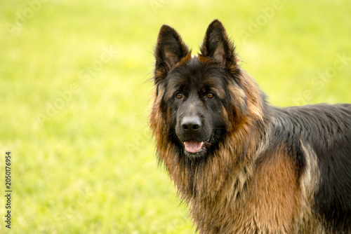 German Shepherd Dog portrait on a green background