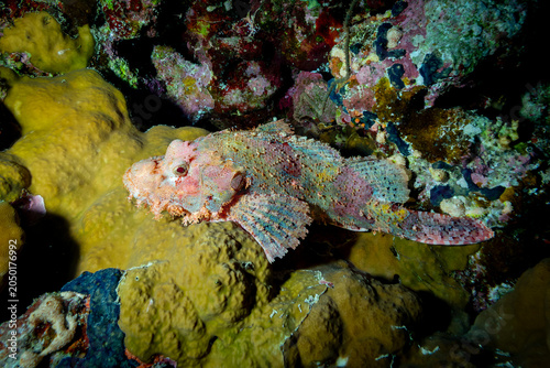 Foto Camoflauged Scorpion fish rests on a coral reef