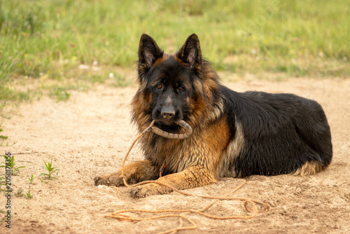 German Shepherd Dog lying