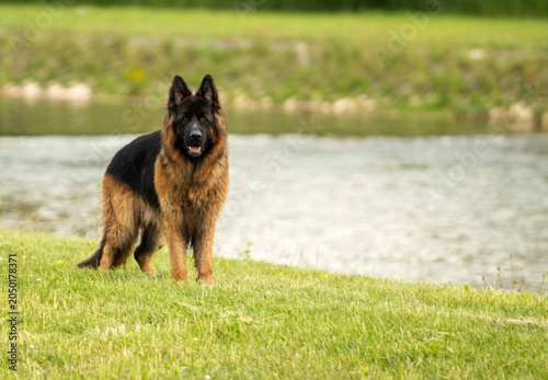 German Shepherd Dog standing by the river in nature
