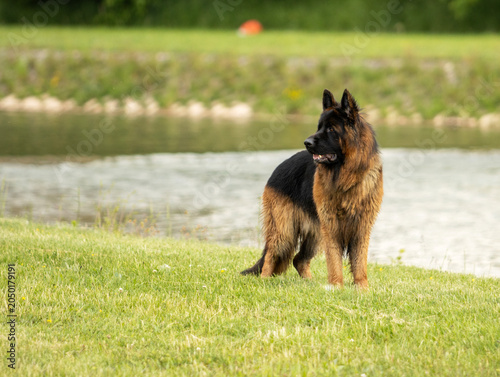 German Shepherd Dog standing on grass near a river