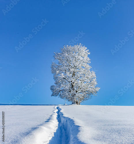 Verschnneiter Baum in einer Winterlandschaft im Allgäu in Deutschland