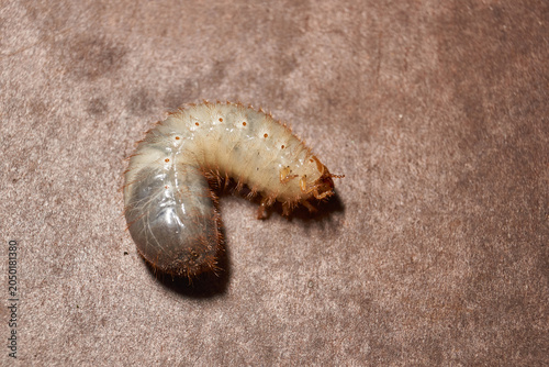 Close-up of the larva of the May beetle (lat. Melolontha). A white, thick larva of a May beetle was found in the ground during work on a garden plot. Detailed image of an insect in the larval stage.