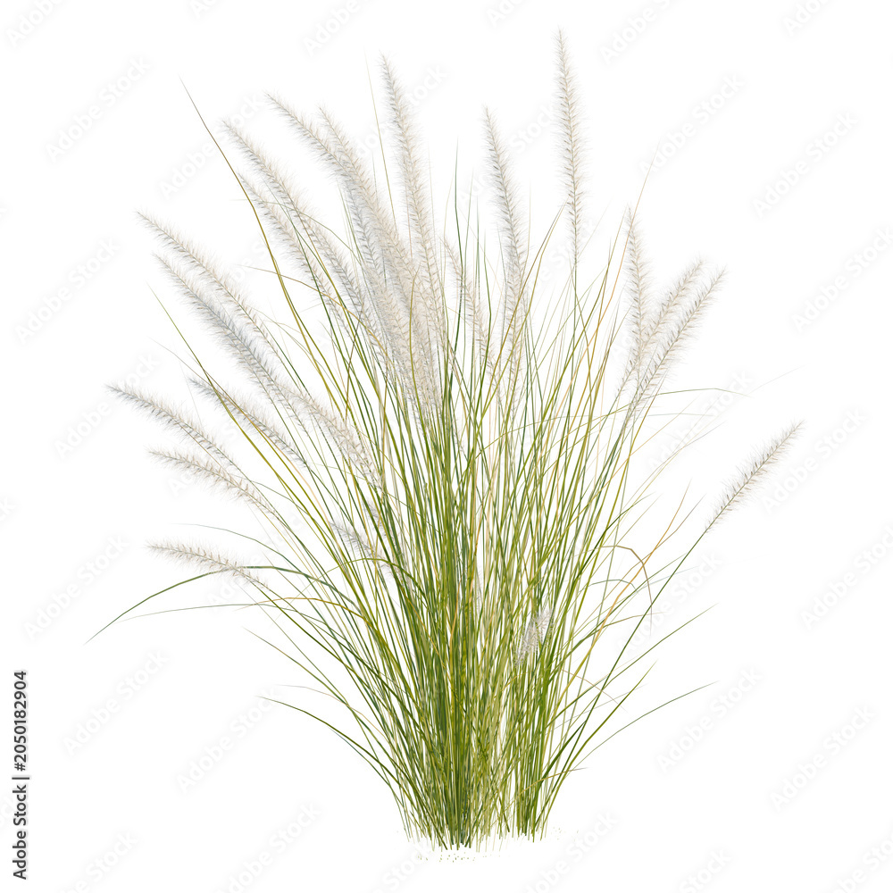 Fototapeta premium Pennisetum setaceum tree, elevation, front view, cutout, transparent background, isolate, Fluffy Ornamental Grass with Soft White Feathers - Perfect for Landscape & Nature Backgrounds