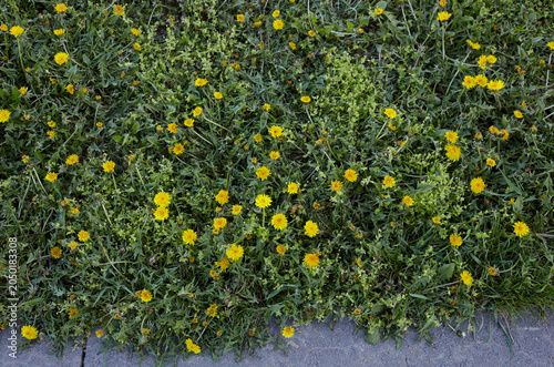 Green field with yellow dandelions in spring. Closeup of yellow spring flowers on the ground