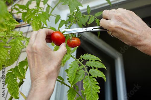 Men's hands harvests cuts the tomato plant with scissors. Farmer man gardening in home greenhouse