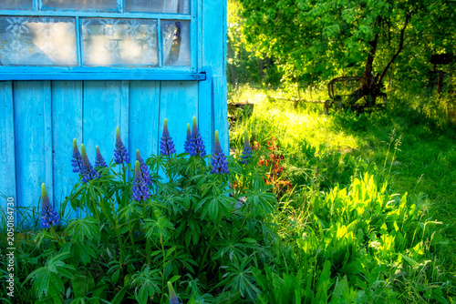 Vibrant blue lupine flowers bloom beside a rustic wooden shed in the sunlight. A beautiful green village yard overgrown with grass and lupine flowers with an old wooden blue veranda.