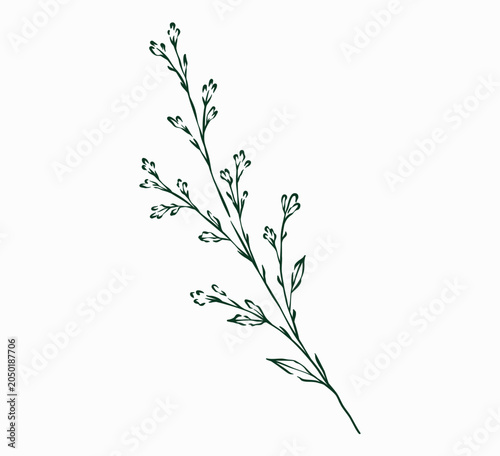 Hand Drawn Autumn Floral Branch Line Art Illustration