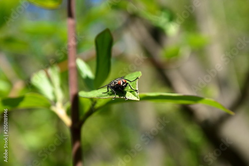 Housefly