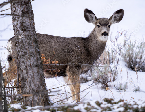 Female white tail deer in the winter