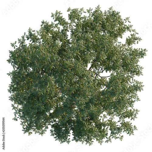 Pterocarya stenoptera tree plan, top view, cutout, transparent background, isolate, Detailed View of Lush Green Tree with Intricate Branching Structure – Nature Stock Photo
