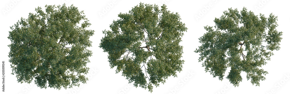 Fototapeta premium Pterocarya stenoptera tree plan, top view, cutout, transparent background, isolate, Three Lush Green Trees with Detailed Foliage - Perfect for Landscape Design and Visualization