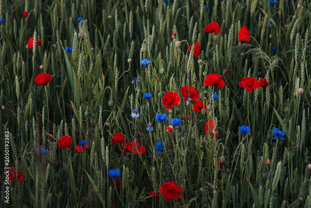 Obraz premium View of a rye field with cornflowers and red poppies