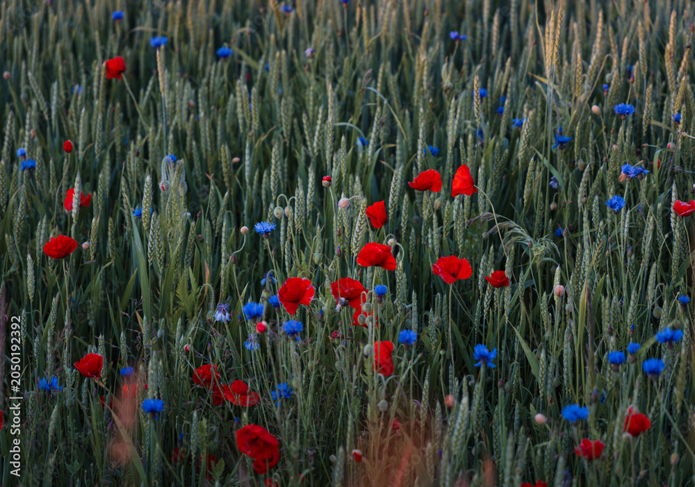Obraz premium View of a green rye field with cornflowers and red poppies