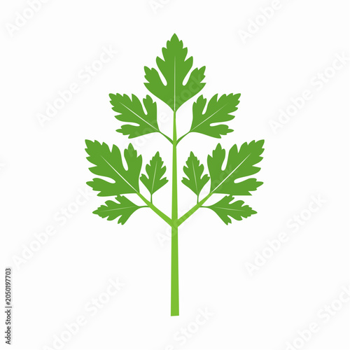 Green Parsley Leaf Illustration