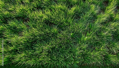 top down view of lush green grass lawn texture