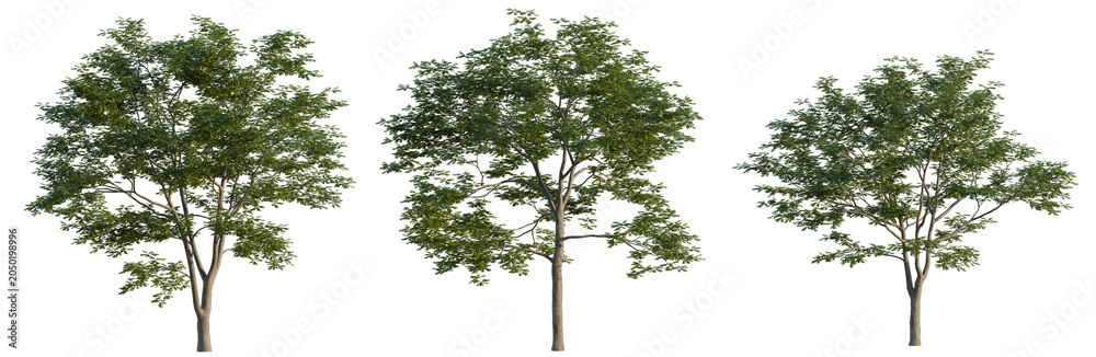 Obraz premium Pterocarya stenoptera tree, elevation, front view, cutout, transparent background, isolate, Three green trees with transparent background for landscaping design and nature projects.