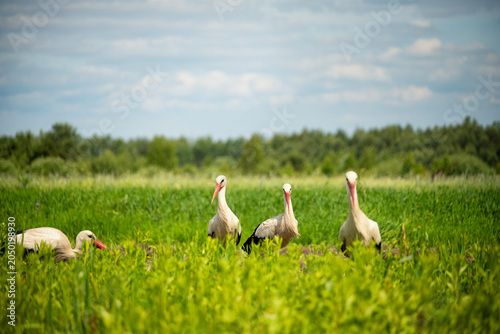 Four white storks stand in a lush green field under a cloudy sky