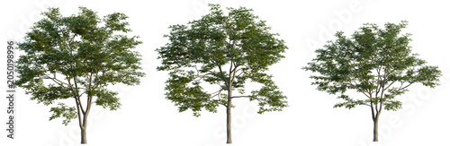 Pterocarya stenoptera tree, elevation, front view, cutout, transparent background, isolate, Three green trees with transparent background for landscaping design and nature projects.