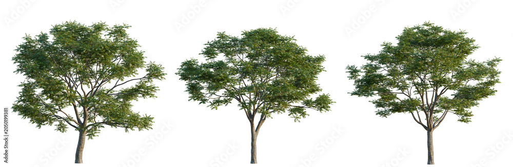 Obraz premium Toona sinensis tree, elevation, front view, cutout, transparent background, isolate, Three lush green trees with alpha channel for easy compositing in design projects.