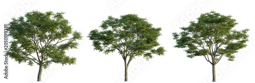 Toona sinensis tree, elevation, front view, cutout, transparent background, isolate, Three lush green trees with alpha channel for easy compositing in design projects.