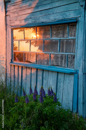 Sunset reflects in a rustic window pane with lupine flowers blooming below. Golden hour sunlight streams through a weathered window, illuminating lace curtains and casting warm hues on an old wooden w