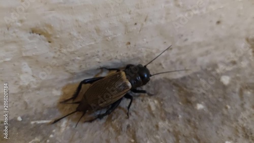 Field cricket sitting on a concrete surface, close-up of insect