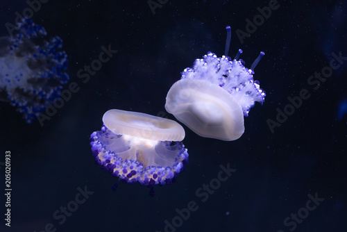 Tableau sur toile Three beautiful purple and white jellyfish gracefully float and swim in the dark blue ocean water, creating a mesmerizing and serene underwater scene