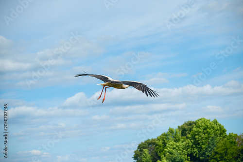 White stork in flight against a cloudy blue sky with green trees below