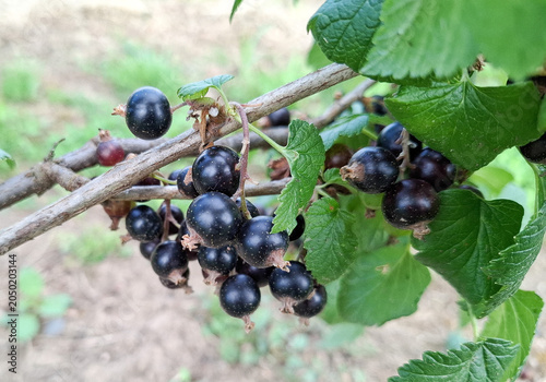 Blackcurrants growing on a branch. In Romania