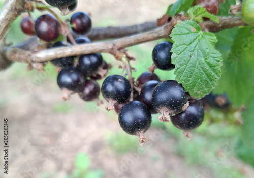 Blackcurrants growing on a branch. In Romania