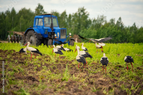 White storks gather in a field behind a blue tractor plowing the land