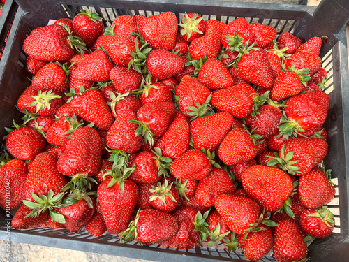Close-up of fresh, ripe red strawberries in a plastic basket