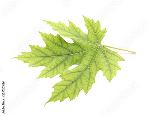 Green maple leaf on white b...