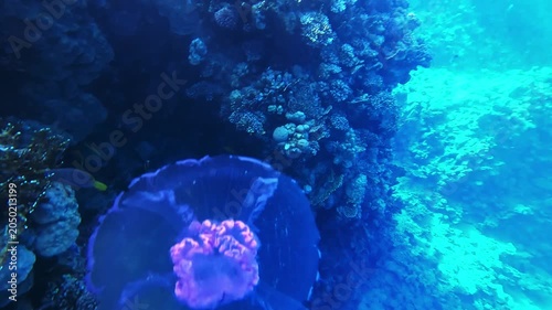 Jellyfish drifts near vibrant coral reef. Deep blue water shimmers with tropical light. Small fish dart around the reef's rocky edges. The jellyfish glows with soft, delicate color