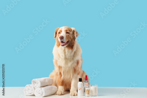 Australian Shepherd dog wit...