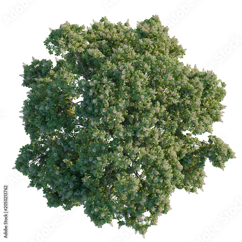 Fotografie Aesculus hippocastanum tree plan, top view, cutout, transparent background, isol
