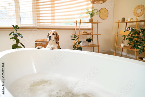 Cute Beagle dog near bathtu...