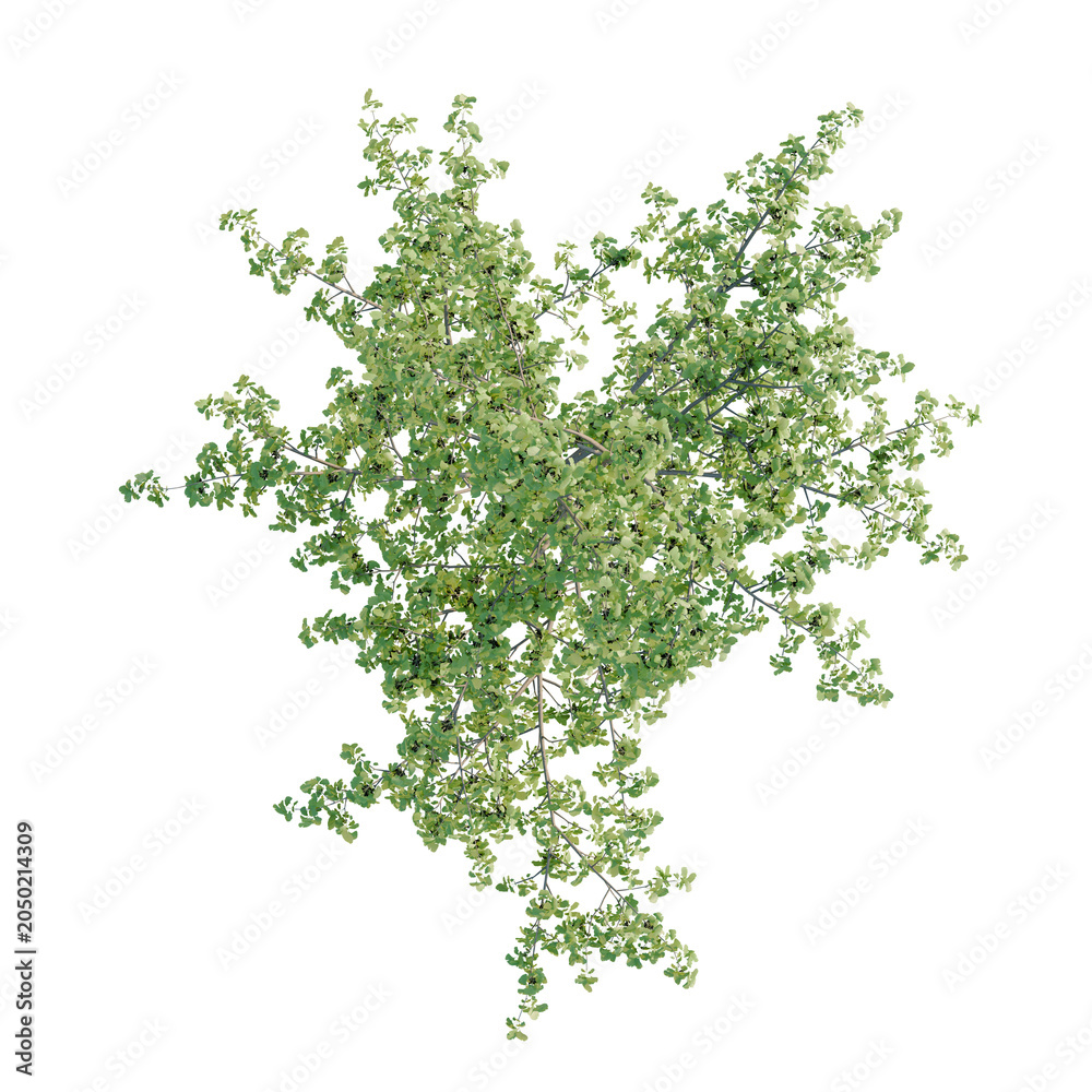 Fototapeta premium Ginkgo biloba tree plan, top view, cutout, transparent background, isolate, Dense green shrub with intricate foliage, perfect for landscaping or natural design elements.