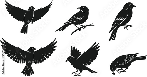 Bild auf Leinwand Black bird silhouette set with flying perched and feeding birds isolated on whit