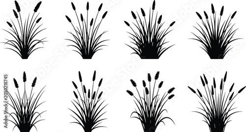 Photos Black cattail and reed grass silhouette collection with wild wetland plants isol