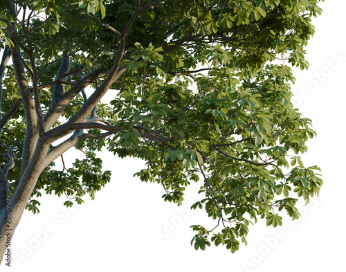 Quadro em tela Aesculus hippocastanum tree, corner view, cutout, isolate, transparent backgroun