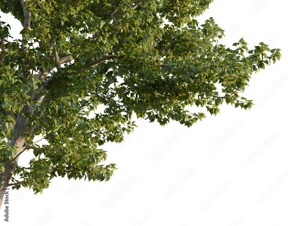 Fototapeta premium Populus x canadensis tree, corner view, cutout, isolate, transparent background, Realistic Tree Branch with Lush Green Foliage - Perfect for Nature Scenes and Backgrounds