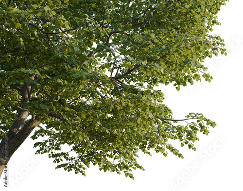Foto Tilia tree, corner view, cutout, isolate, transparent background, Lush Green Bir