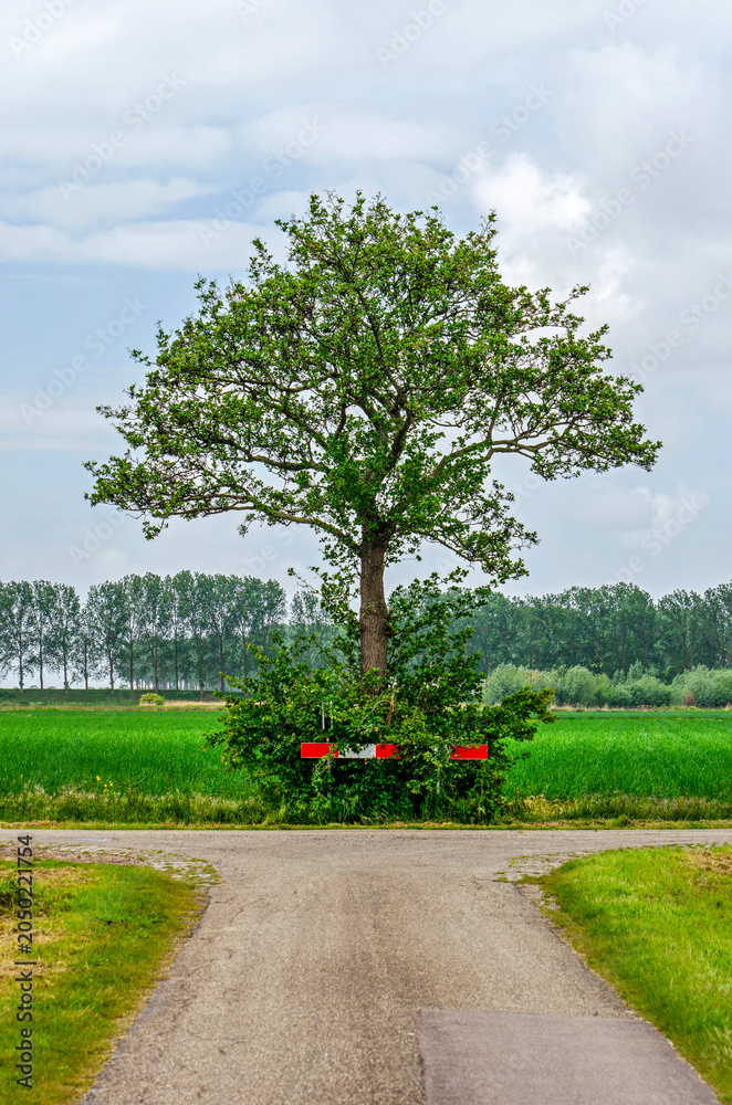 Fototapeta premium Tree strategically positioned at the place where a country road splits in two, on the island of Tholen, The Neherlands