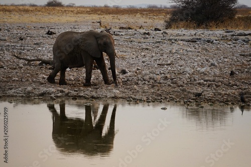 A solitary African elephant walks along a rocky waterhole in Etosha National Park, Namibia. Its reflection shimmers on the calm water surface, creating a striking wildlife scene.