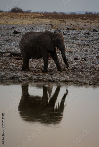 A solitary African elephant walks along a rocky waterhole in Etosha National Park, Namibia. Its reflection shimmers on the calm water surface, creating a striking wildlife scene.