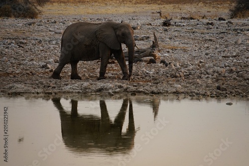 A solitary African elephant walks along a rocky waterhole in Etosha National Park, Namibia. Its reflection shimmers on the calm water surface, creating a striking wildlife scene.